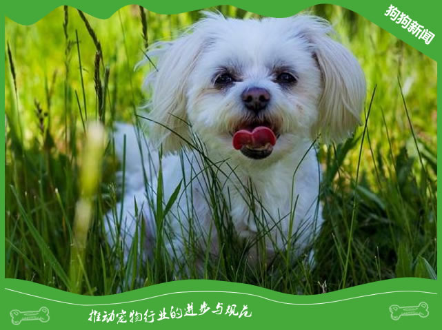 初次饲养比熊犬，以下几点千万不能忽视