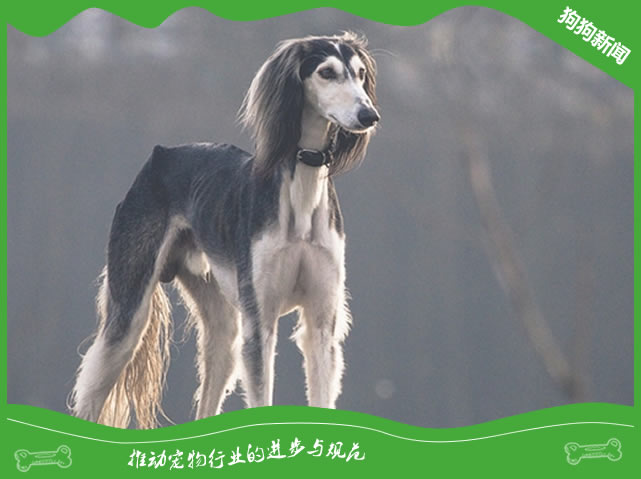 世界名犬之东非猎犬