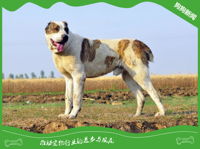 世界名犬之中亚牧羊犬 世界名犬之中亚牧羊犬