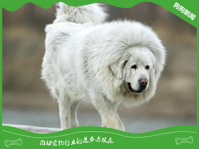 世界名犬之雪獒