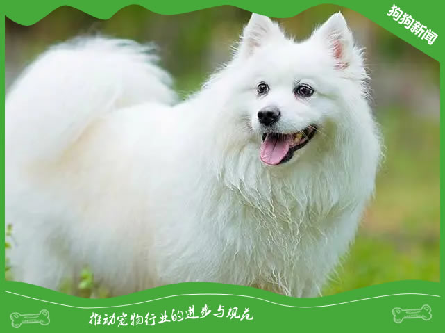 世界名犬之日本狐狸犬