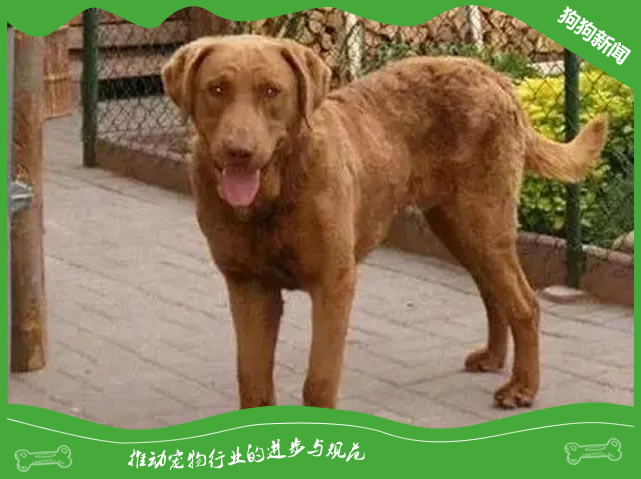 世界名犬之乞沙比克猎犬