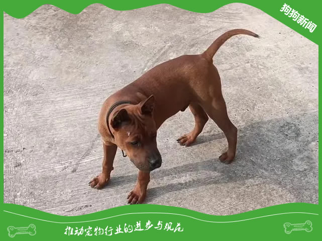 世界名犬之川东猎犬