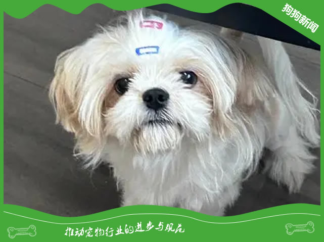 世界名犬之西施犬