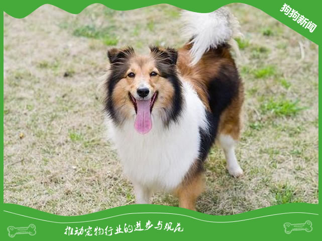 世界名犬之苏格兰牧羊犬